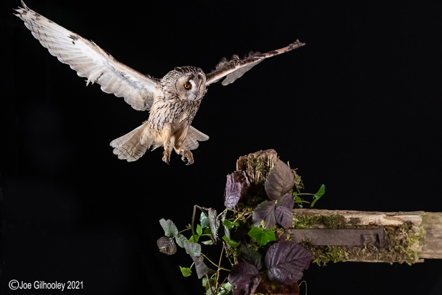 Birds of Prey Workshop 