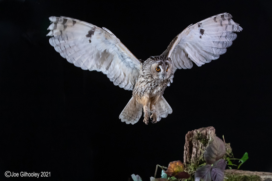 Birds of Prey Workshop 