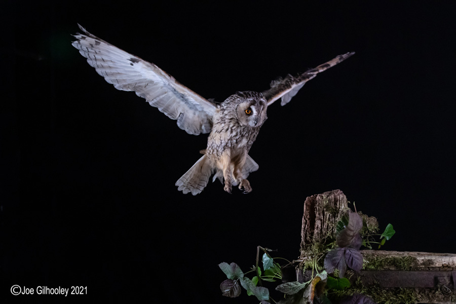Birds of Prey Workshop 