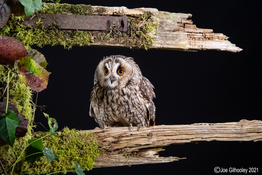 Birds of Prey Workshop 