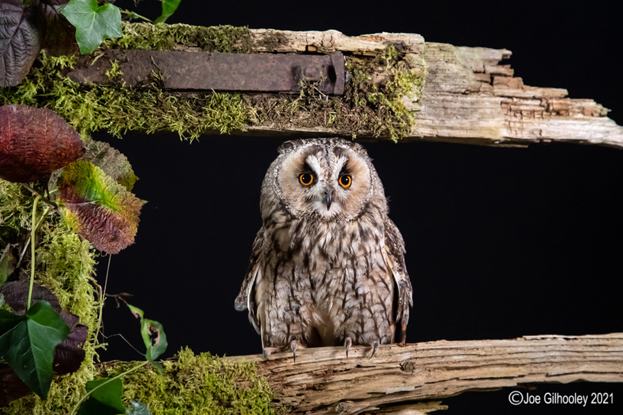 Birds of Prey Workshop 