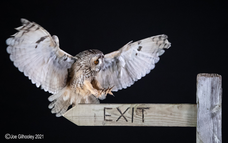 Birds of Prey Workshop 