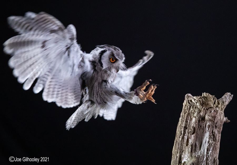Birds of Prey Workshop 