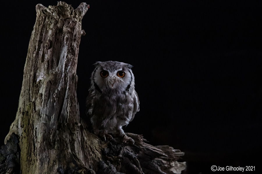 Birds of Prey Workshop 