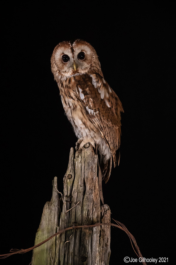 Birds of Prey Workshop 