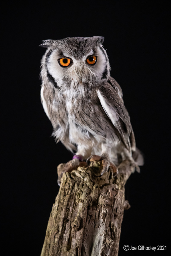 Birds of Prey Workshop 