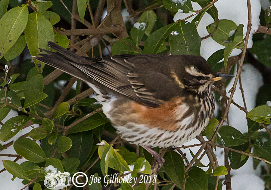 Redwing in our garden 