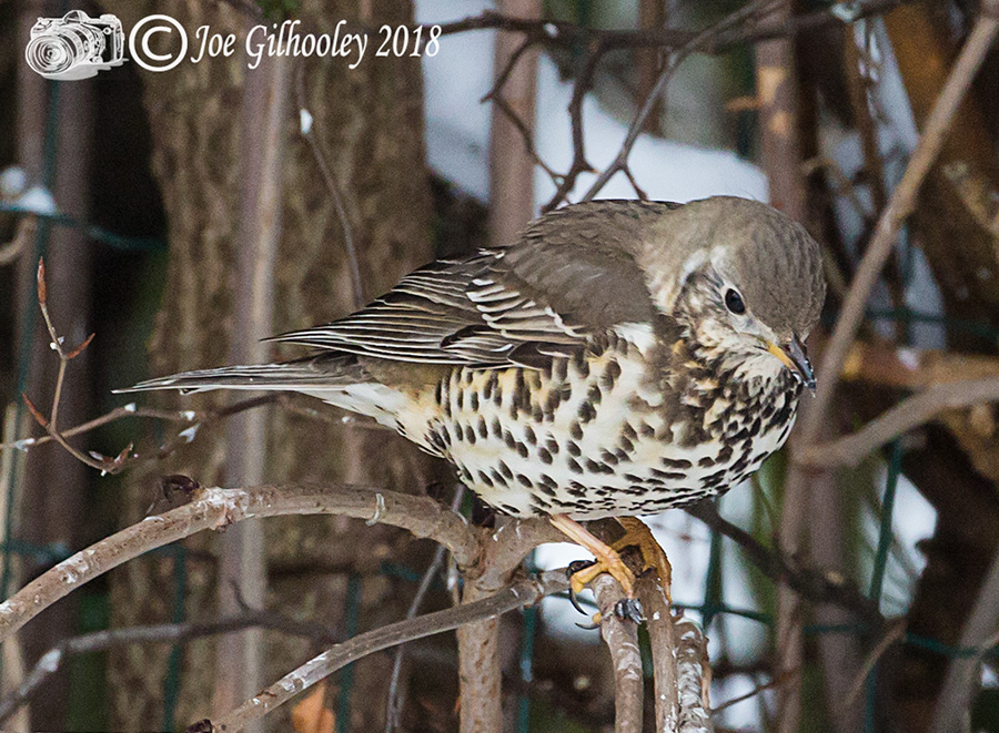 Song Thrush in our garden 