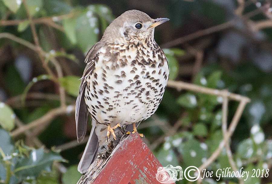 Song Thrush in our garden 