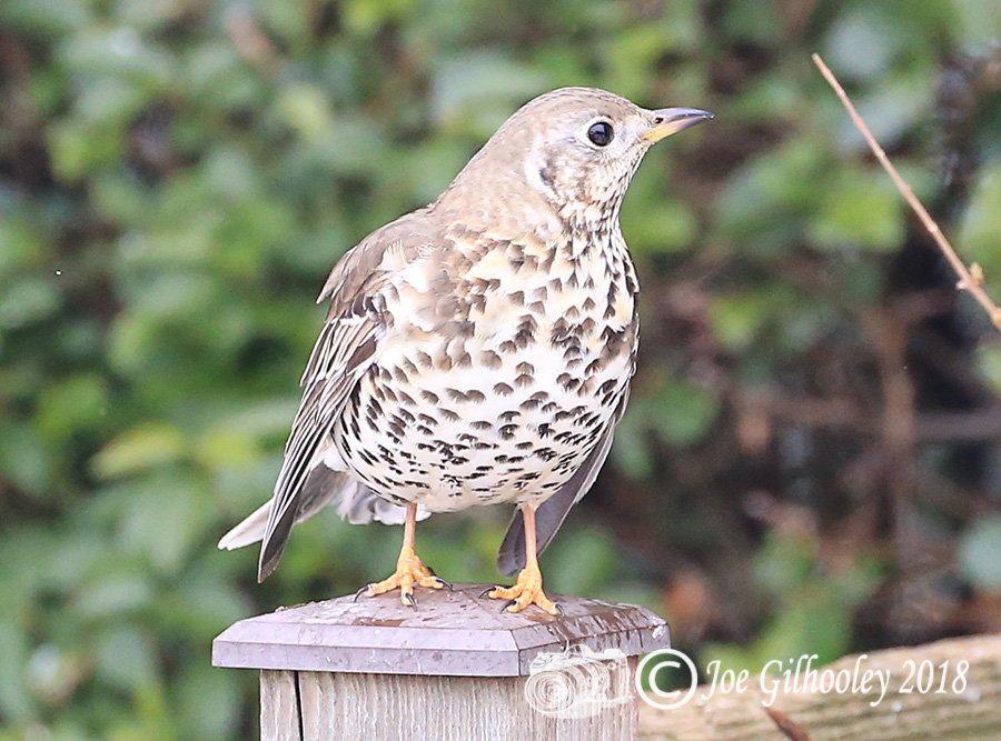 Song Thrush in our garden 