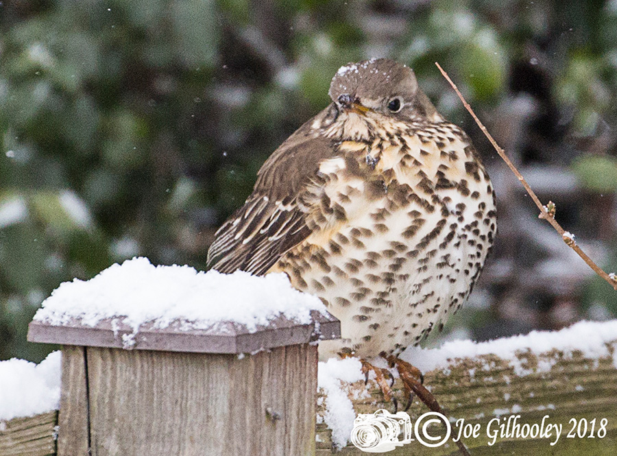 Song Thrush in our garden 