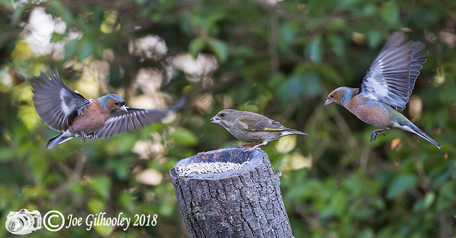 Wild Birds in flight in our garden