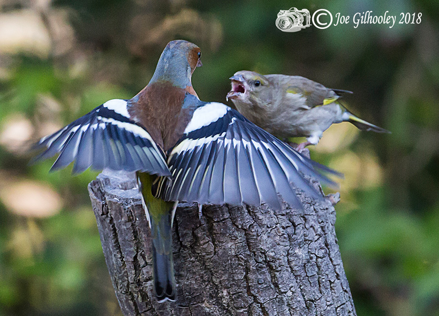 Wild Birds in flight in our garden