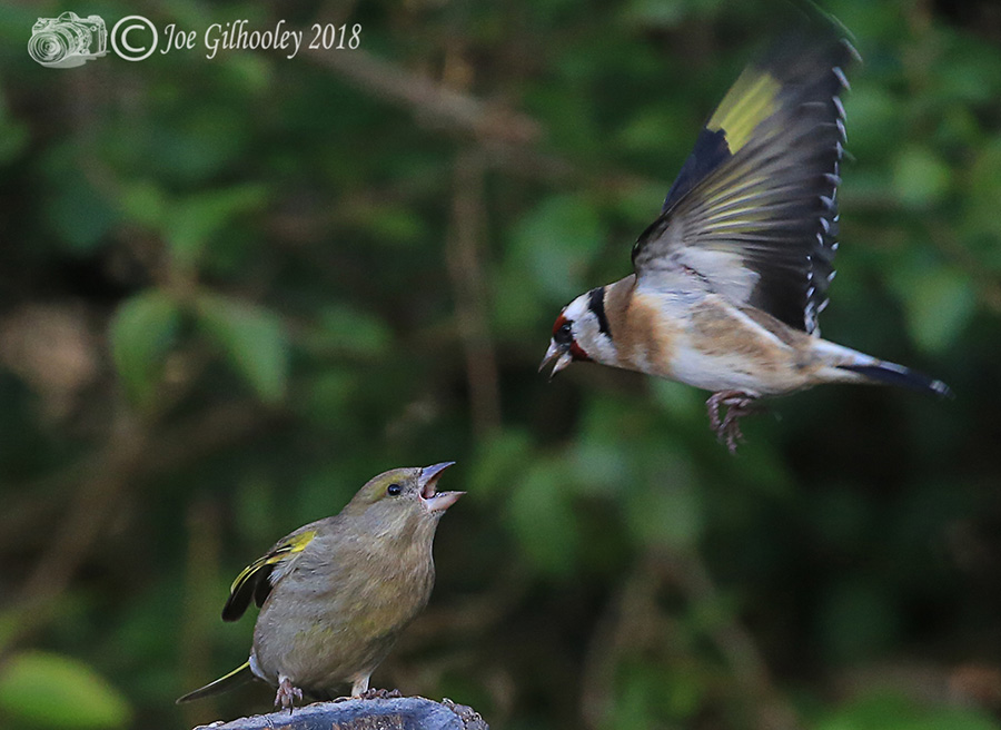 Wild Birds in flight in our garden