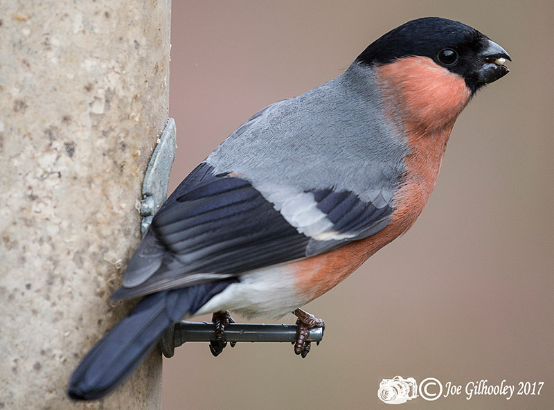 Wild birds in our garden -  male Bullfinch