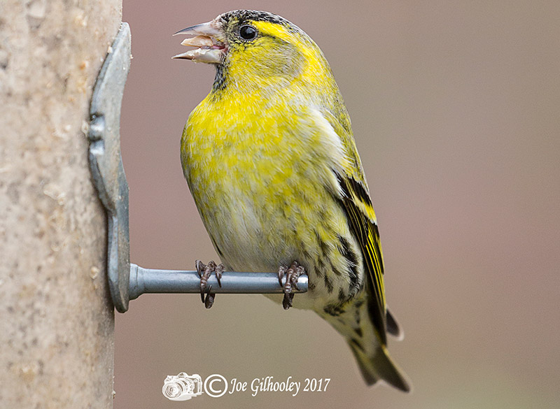 Wild birds in our garden - Male Siskin