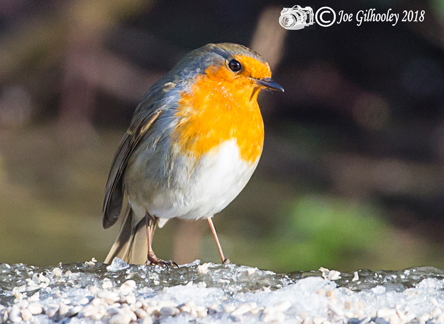 Wild birds in our garden 