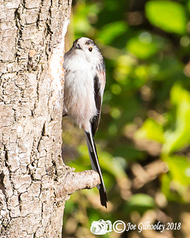 Wild birds in our garden 