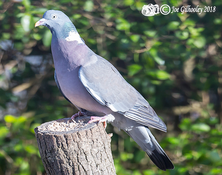 Wild birds in our garden 