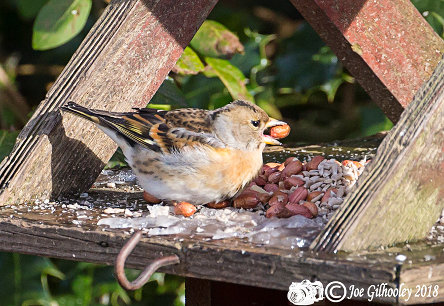 Wild birds in our garden 