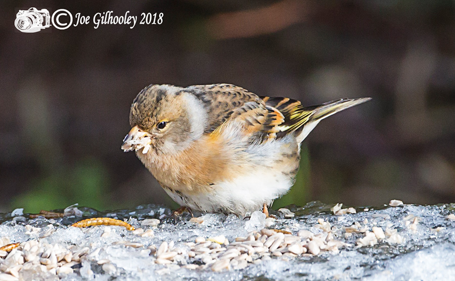 Wild birds in our garden 