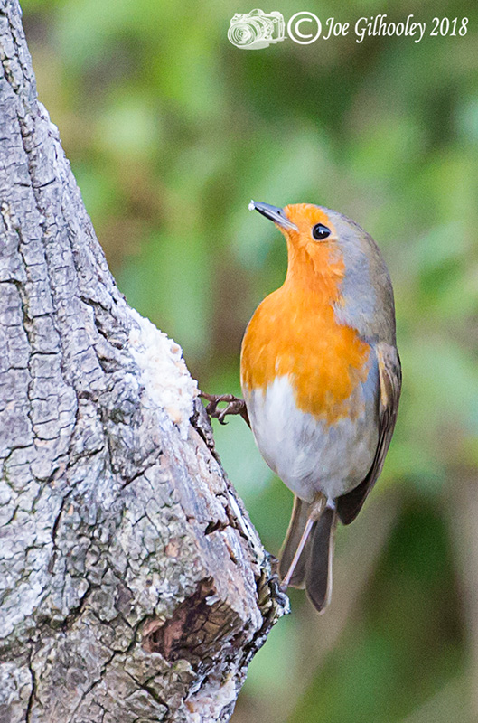 Wild birds in our garden 