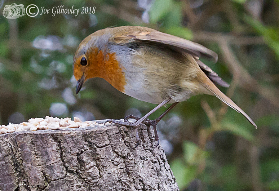 Wild birds in our garden 