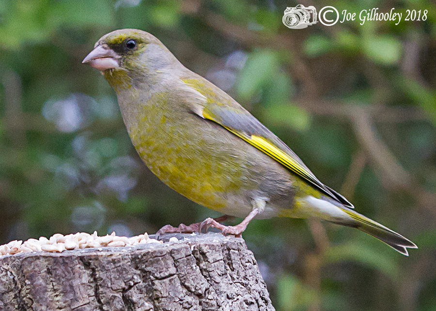 Wild birds in our garden 