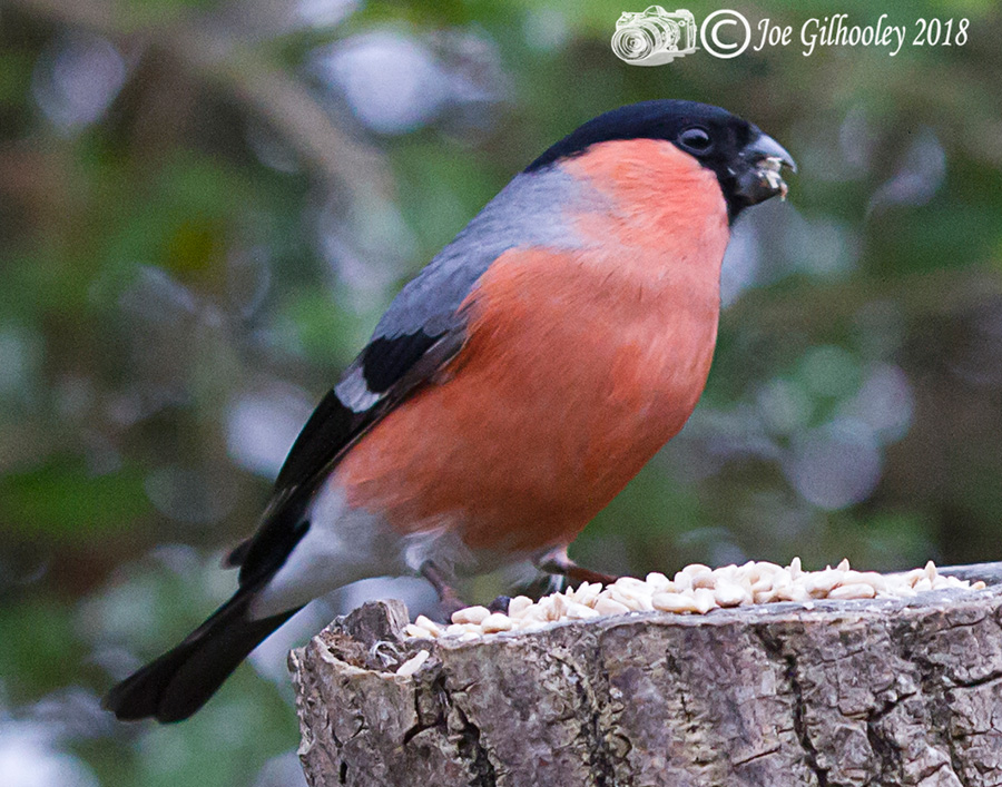 Wild birds in our garden 