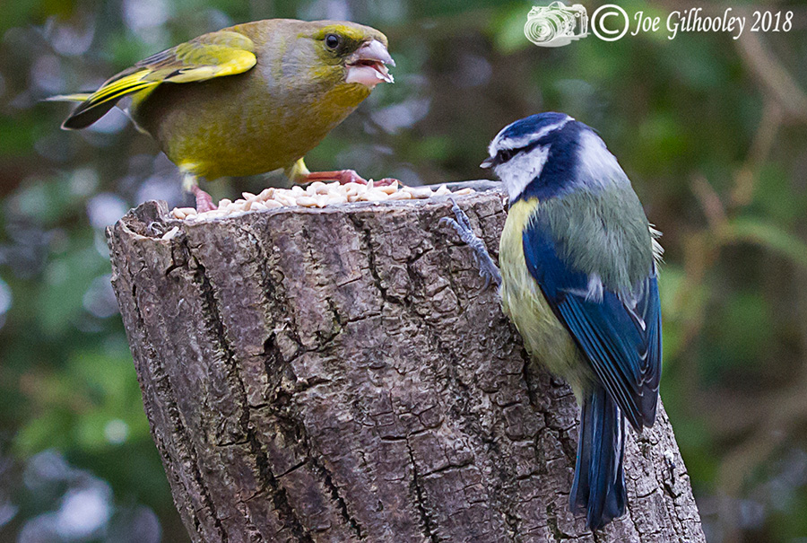 Wild birds in our garden 