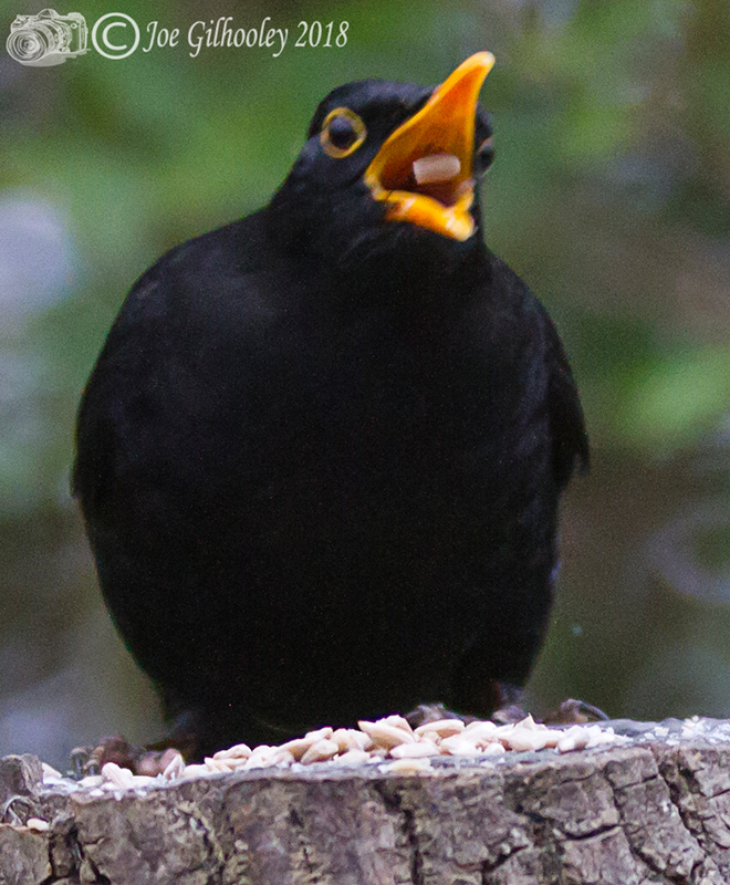 Wild birds in our garden 
