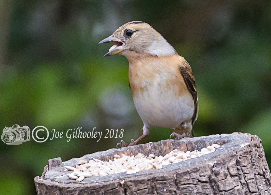 Male Brambling in our garden 