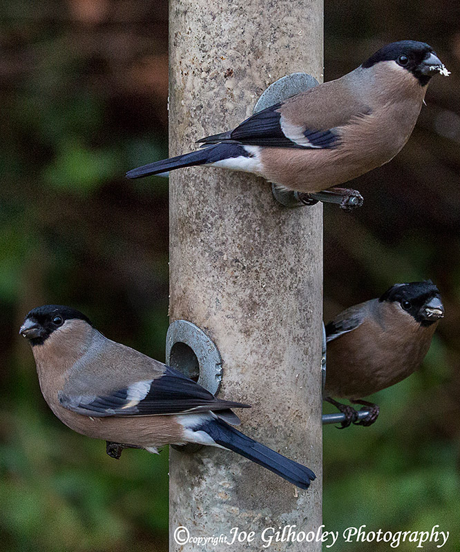 Wild birds in our garden - three female bullfinches