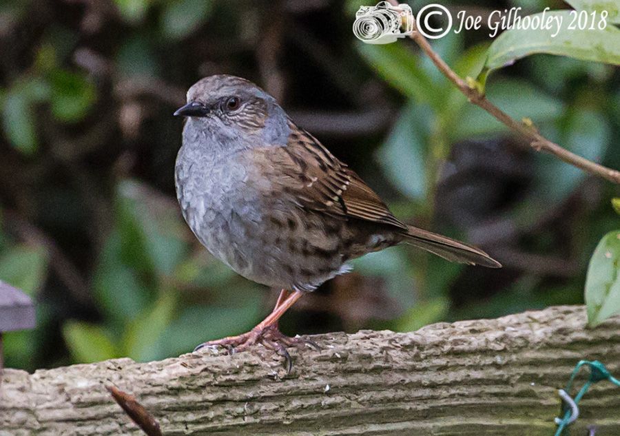 Dunnock in our garden 
