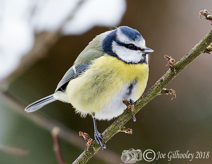 Bluetit in tree in our garden 