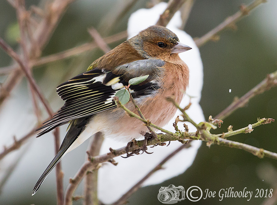 Male Chaffinch in tree in our garden 