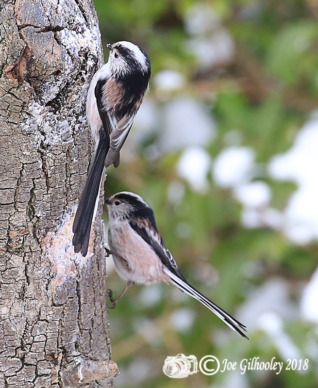 Long Tailed Tits in our garden Long Tailed Tits in our garden