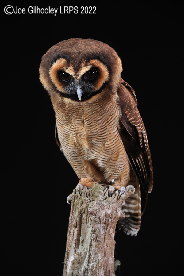Asian Brown Wood Owl
