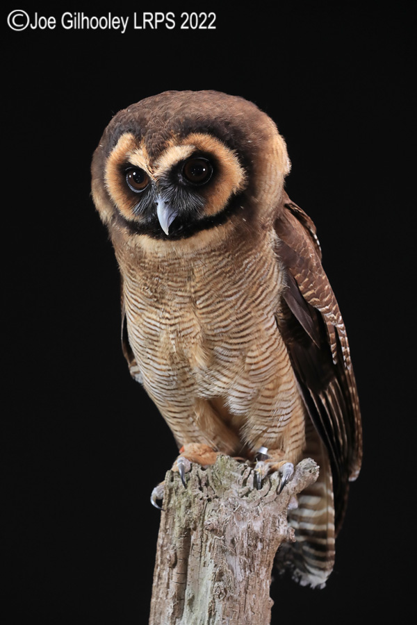Asian Brown Wood Owl
