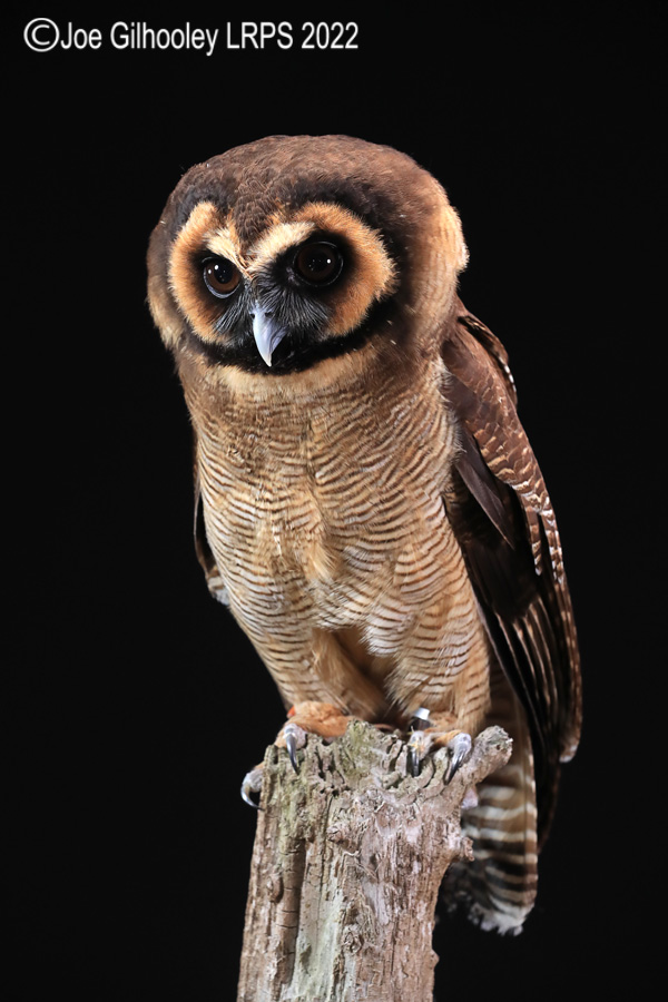 Asian Brown Wood Owl
