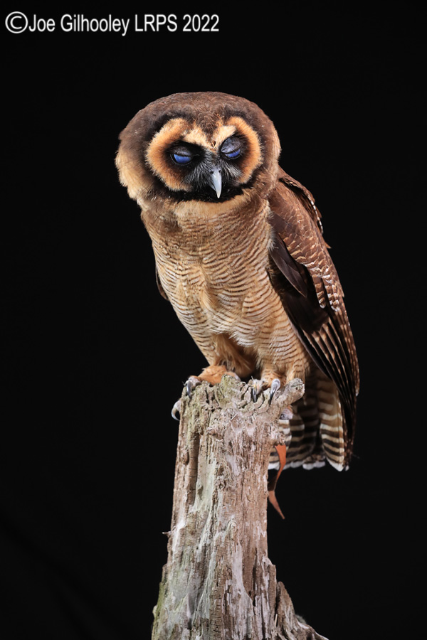 Asian Brown Wood Owl
