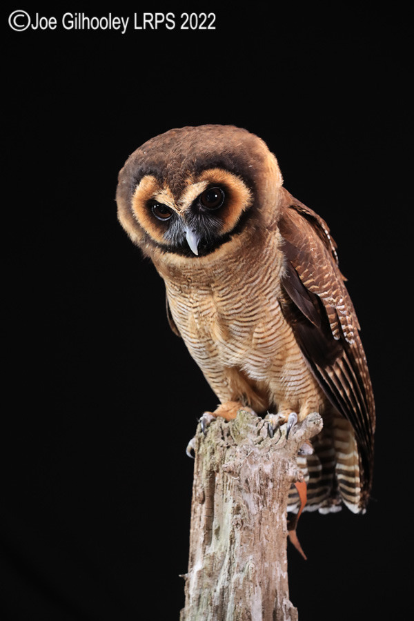 Asian Brown Wood Owl
