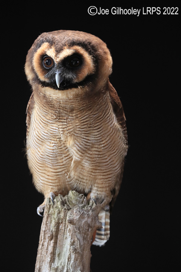 Asian Brown Wood Owl

