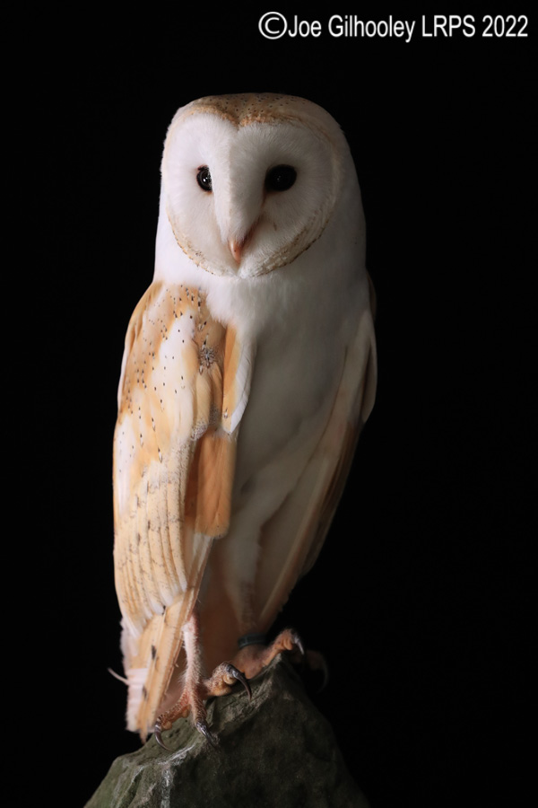 Barn Owl

