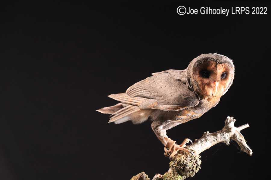 Black Barn Owl
