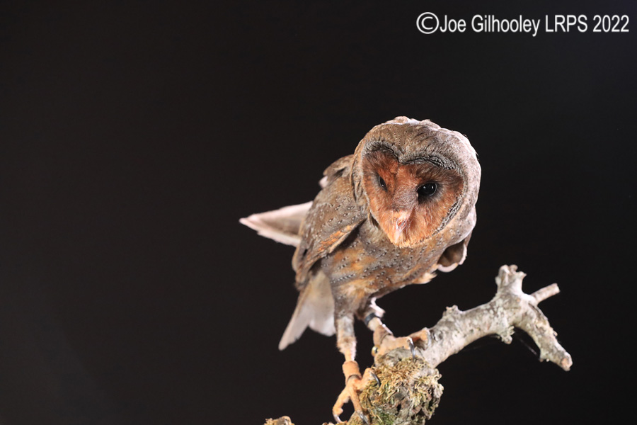 Black Barn Owl
