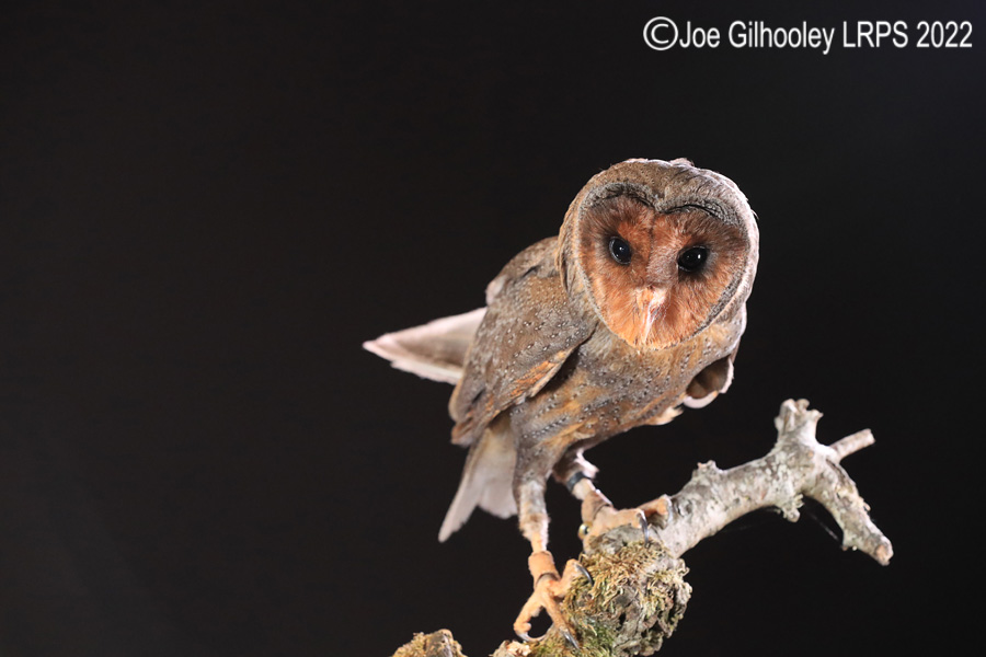 Black Barn Owl
