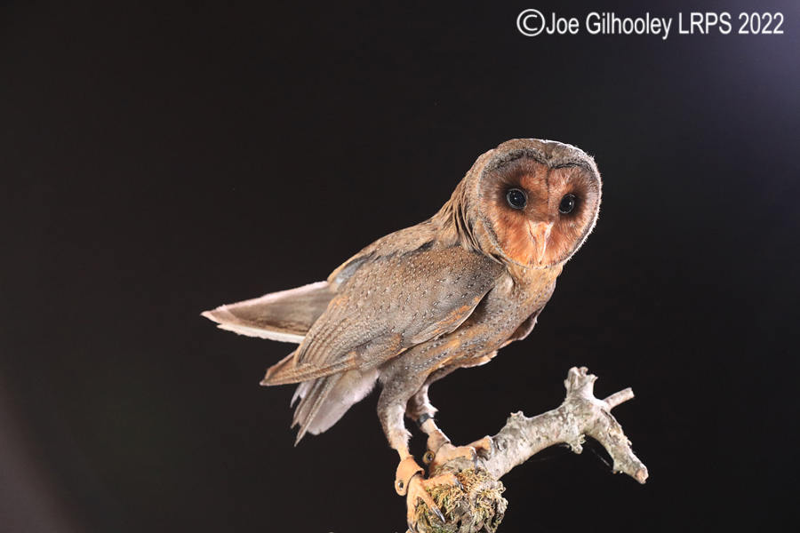 Black Barn Owl
