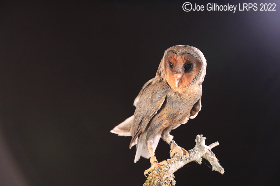 Black Barn Owl

