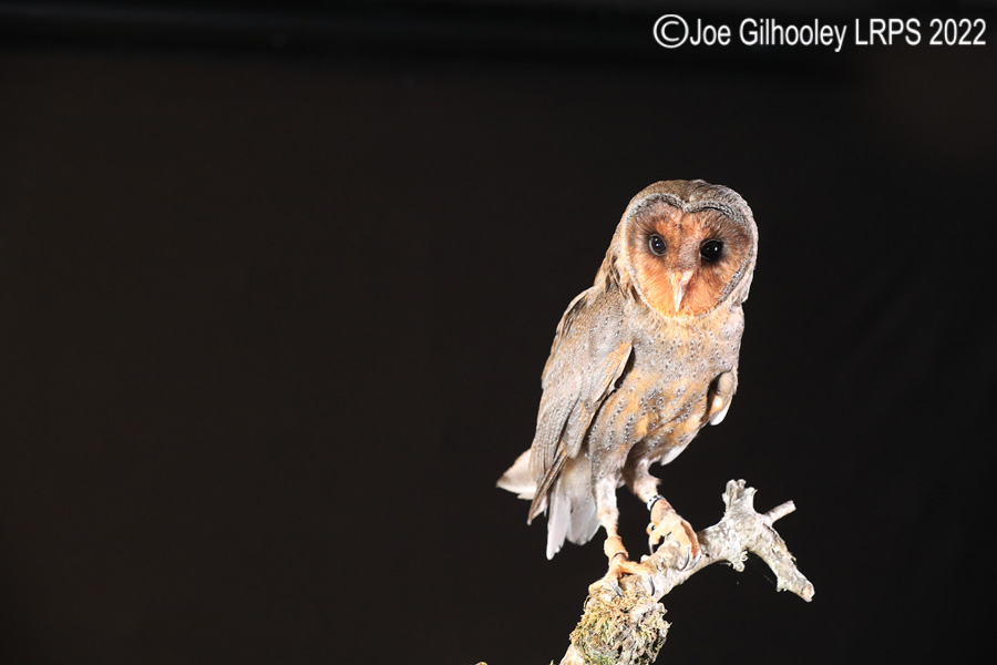 Black Barn Owl
